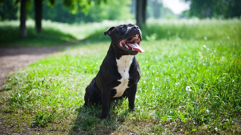 Staffy Bull Pit