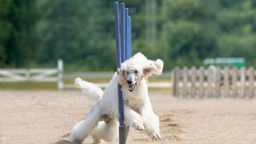 Standard Poodle