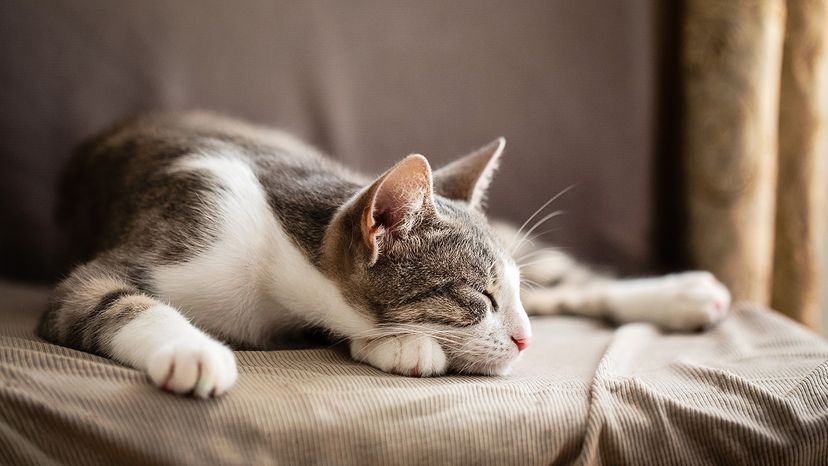 tabby cat sleeping