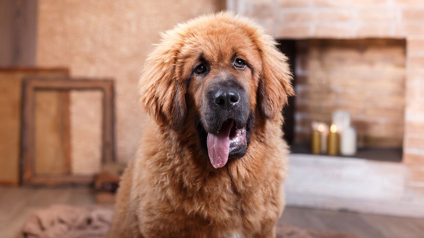 Tibetan Mastiff