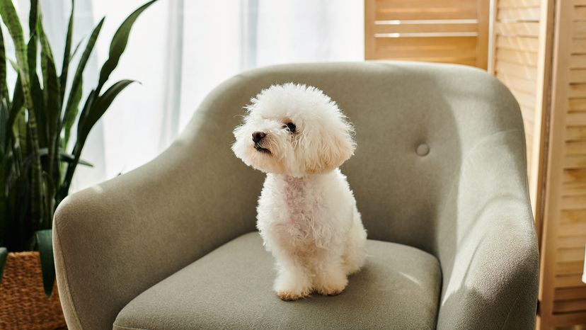 White bichon frise