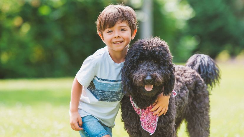 A boy with his goldendoodle