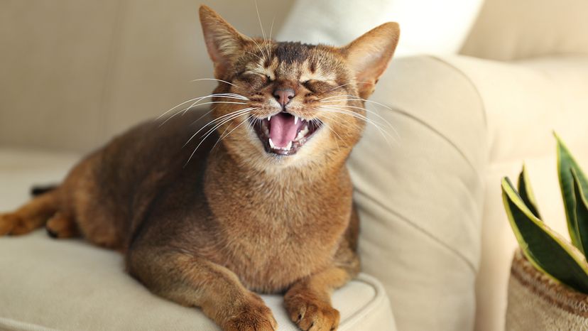 Abyssinian cat