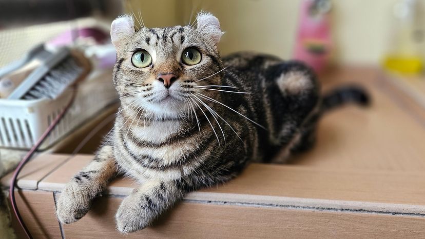 American Curl cat