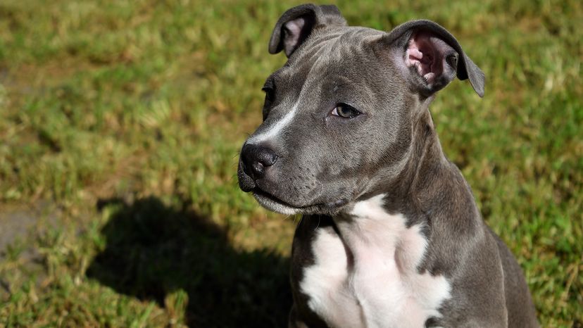 American staffordshire terrier