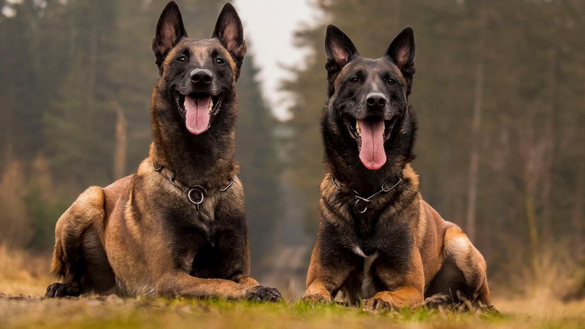 Belgian Malinois