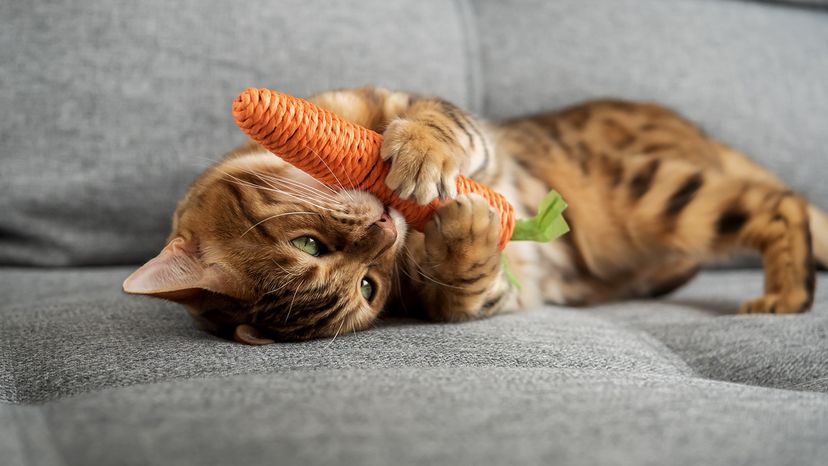 Bengal cat plays with a toy