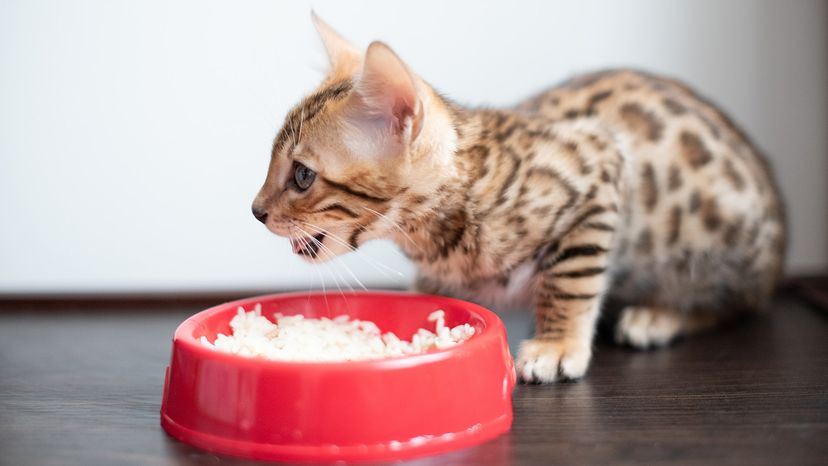 Bengal kitten eating rice