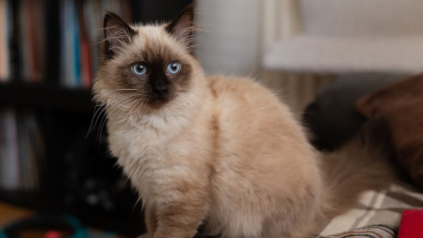 Birman cat