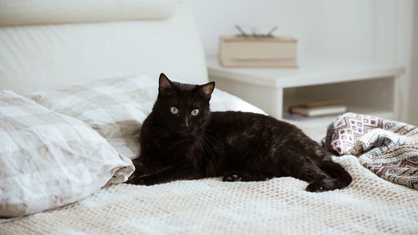 Black cat on bed