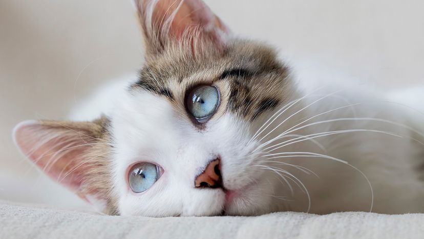 Blue eyed cat.