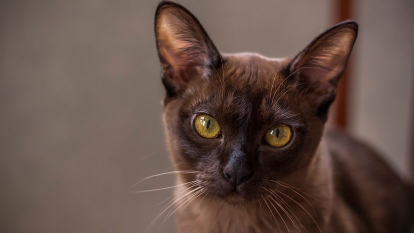 Burmese cat