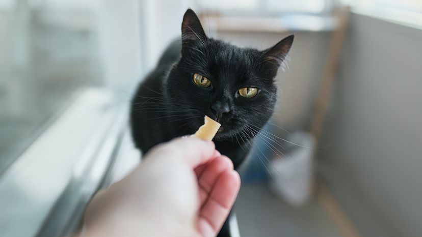 Cat eating cheese