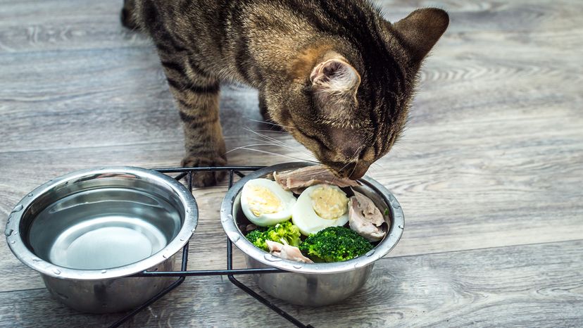 Cat eating eggs and vegetables