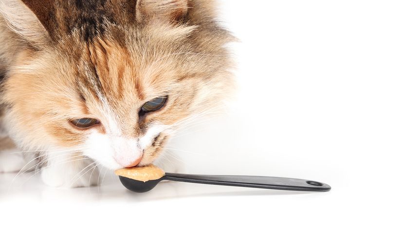 Cat eating peanut butter