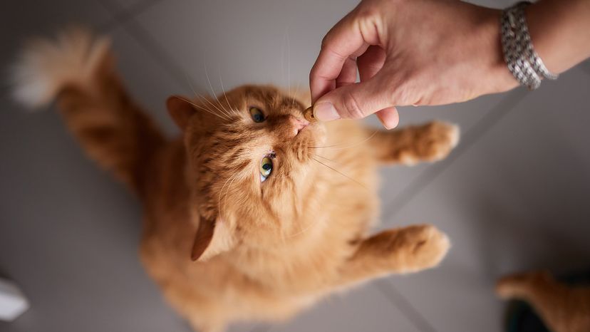 Cat eating treat