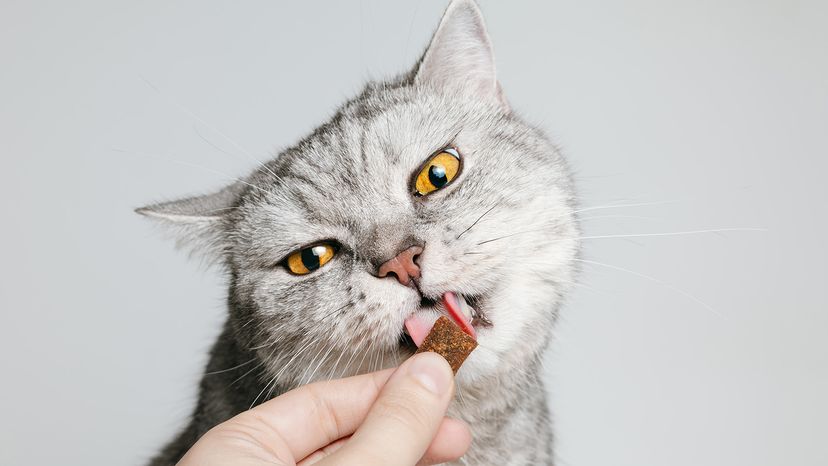 Cat eating treat