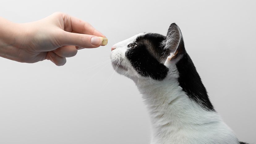 Cat eating treat