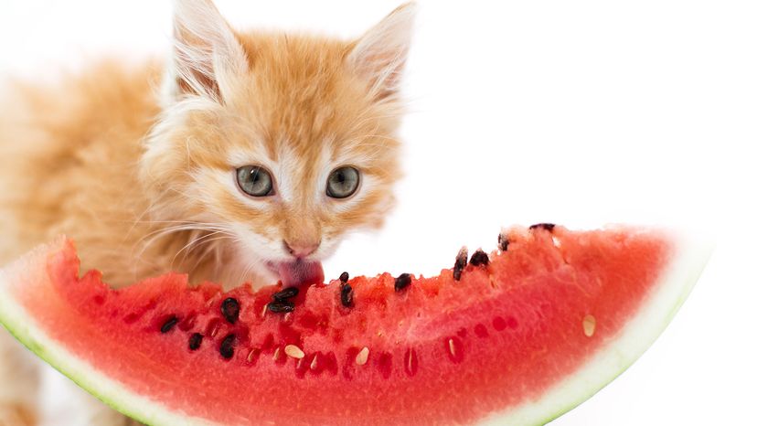 Cat eating watermelon