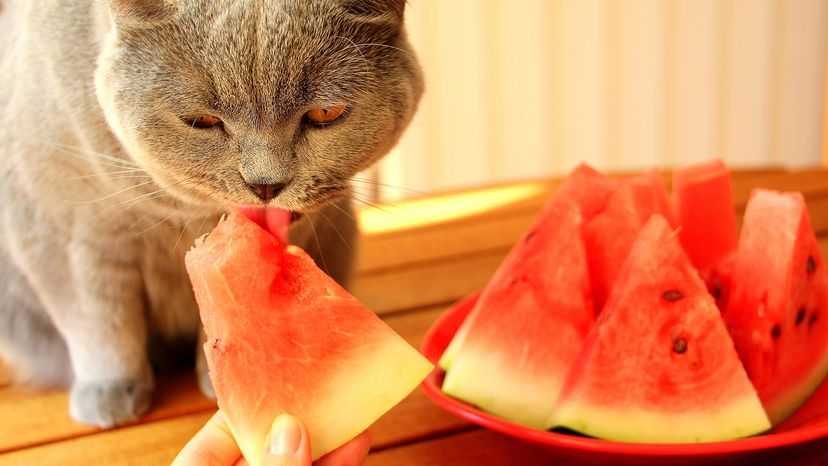 Cat eating watermelon