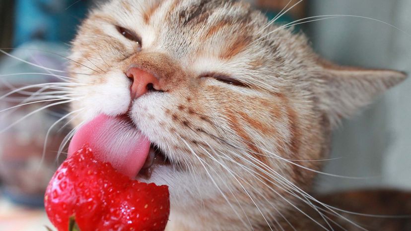 Cat eats strawberries