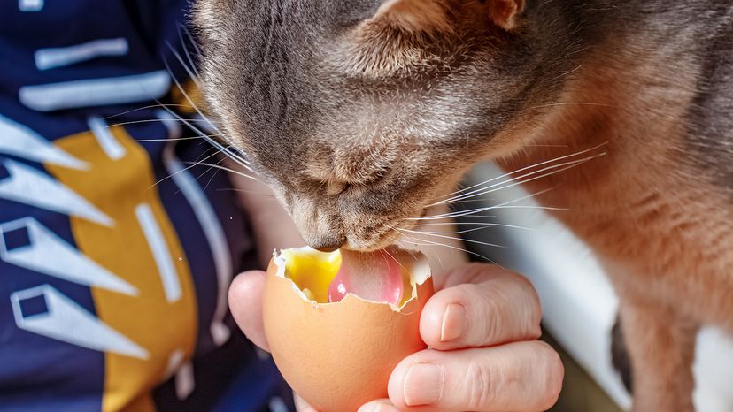 Cat eatting liquid yolk of boiled egg