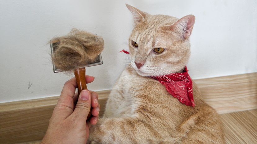 Cat grooming.