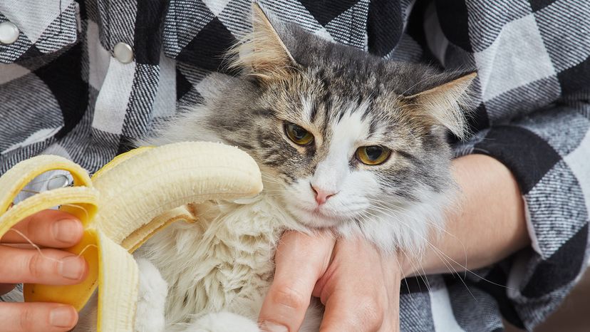 Cat looks at banana
