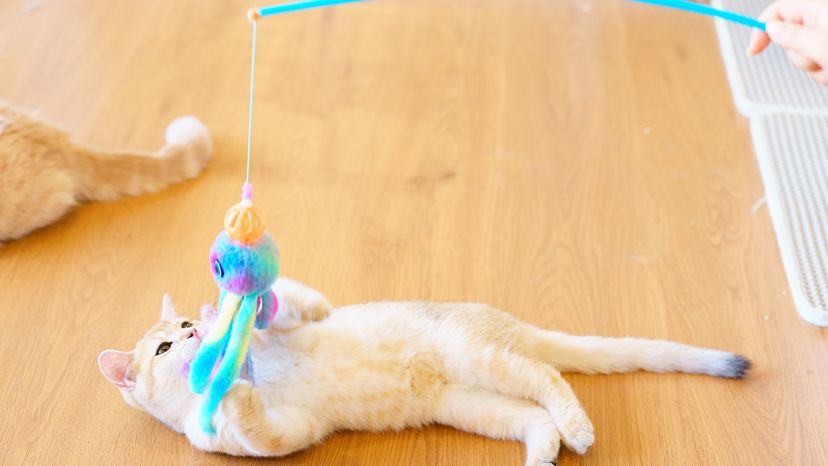 Cat playing with cat toys