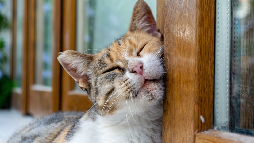 Cat rubbing her head on a door