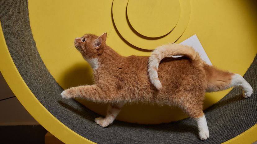 Cat running on exercise wheel