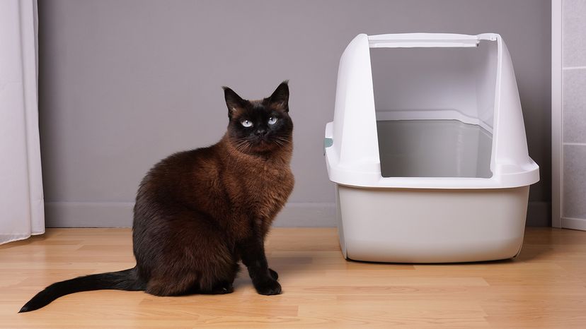 cat sitting next to closed kitty litter box