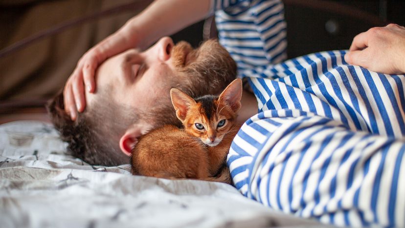 Cat sleeping by owner's head