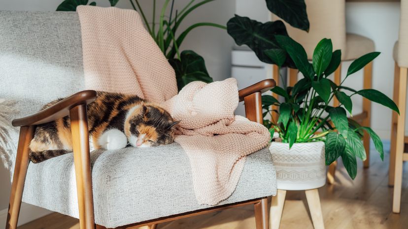 Cat sleeping on an armchair