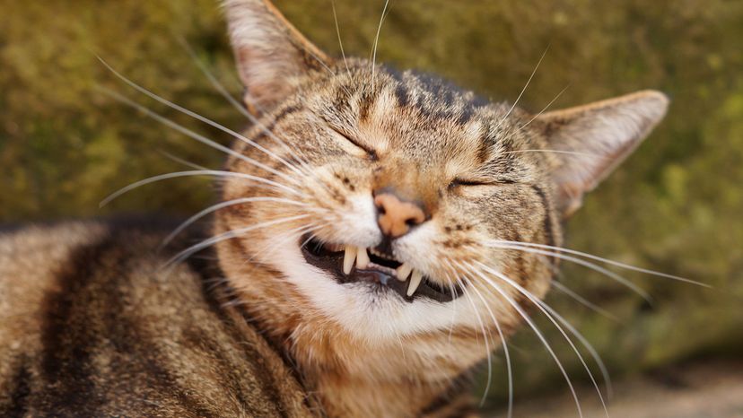 Cat sneezing