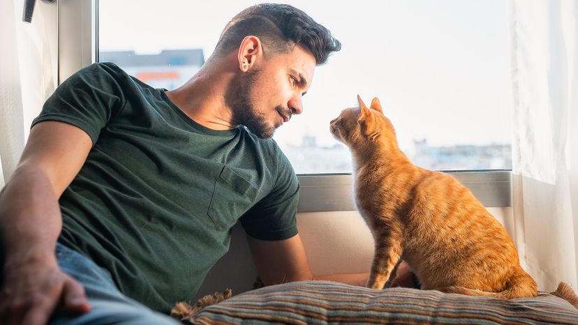 Cat staring at owner