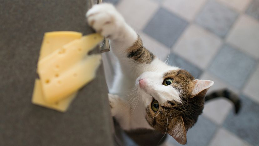 Cat trying to steal slice of cheese