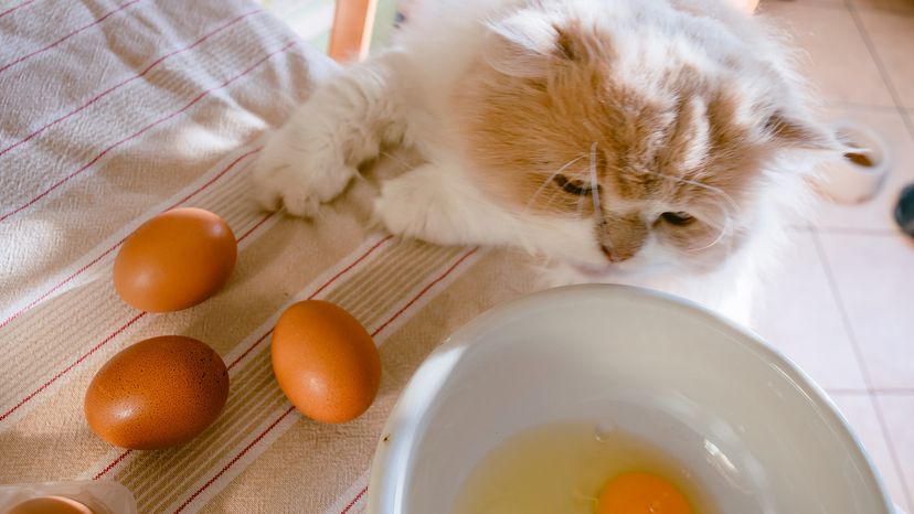 Cat with eggs