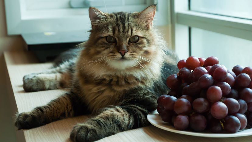 Cat with grapes