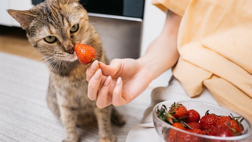 cat with strawberries
