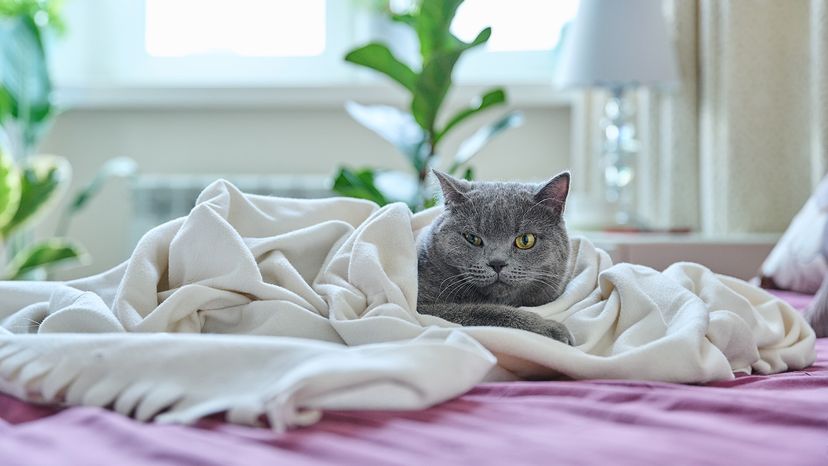 Cat wrapped in blanket
