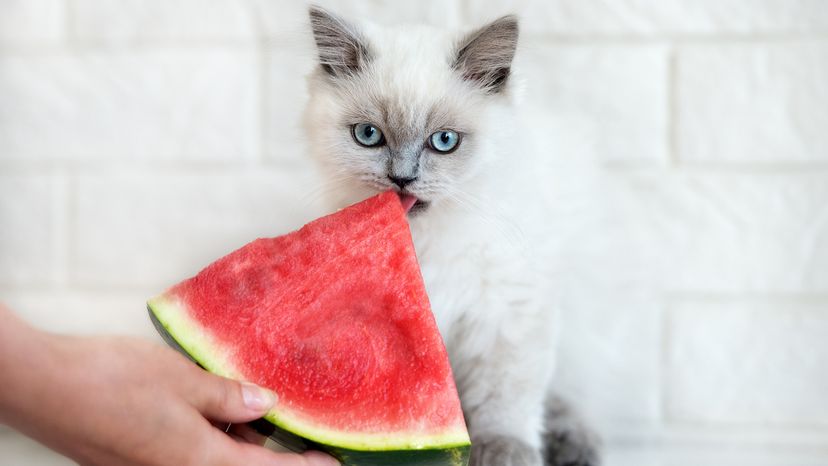 cats eat watermelon