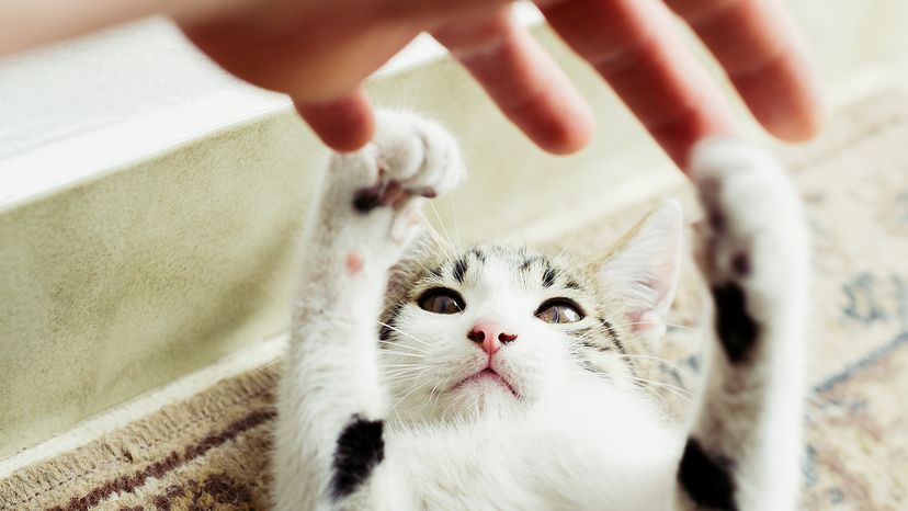 Cute little cat playing with a mans hand