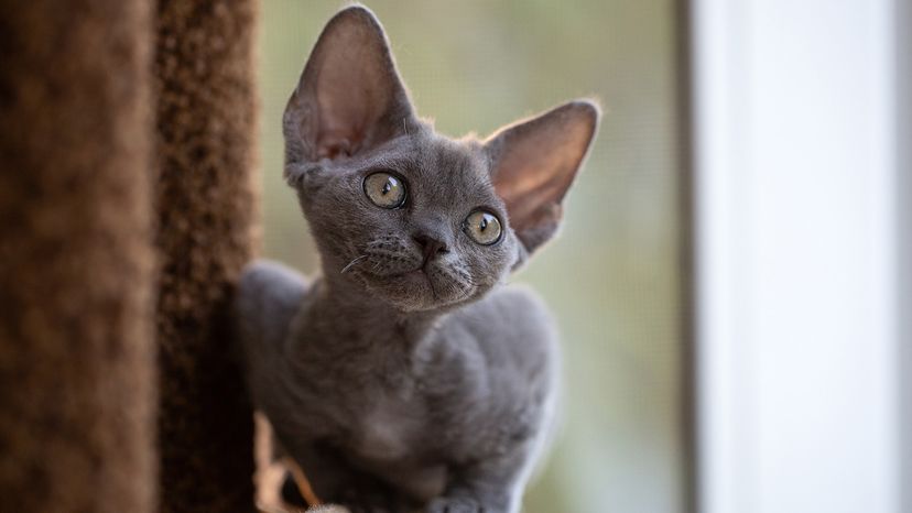 Devon Rex