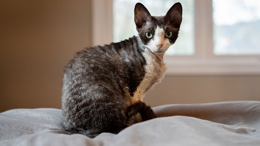 Devon Rex