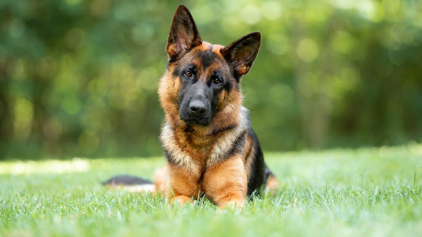 German shepherd