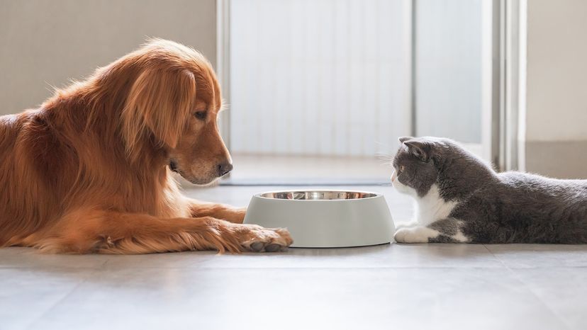 Golden Retriever and British Shorthair eating together