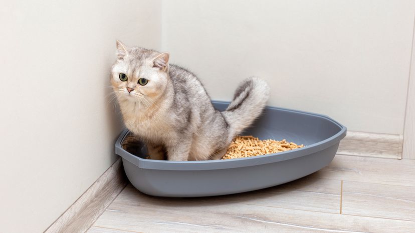 Gray British cat in litter box