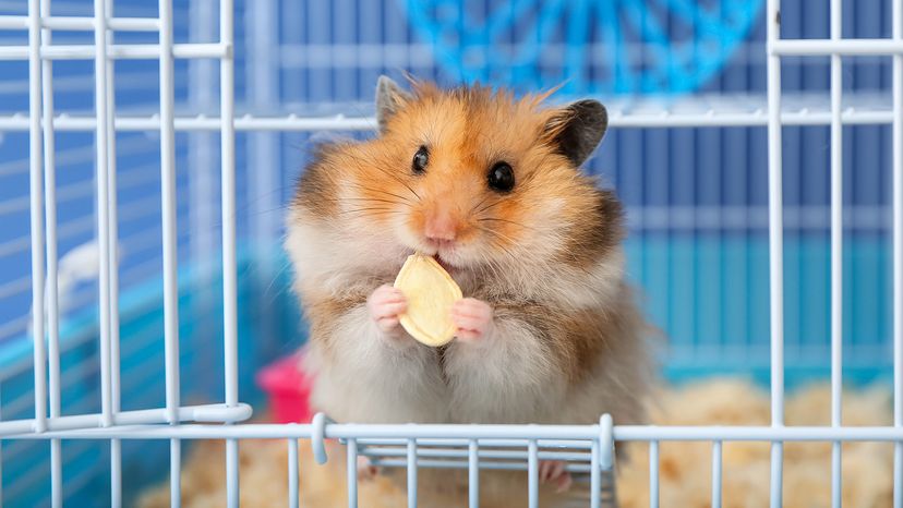 Hamster eating seed