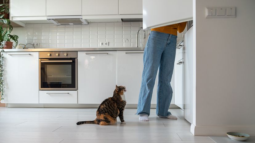 Hungry cat begging for food